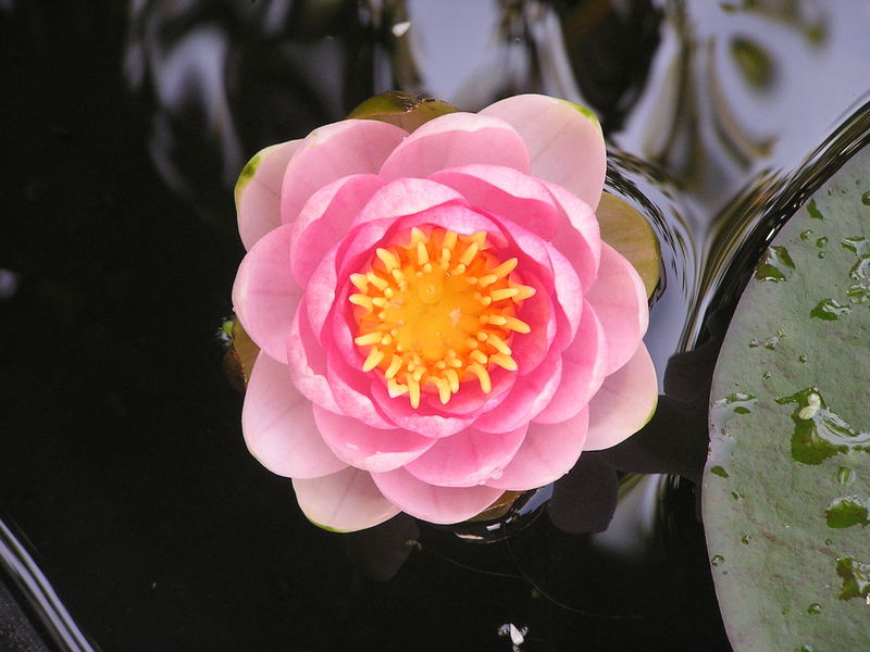 Unsere erste Zwergseerose im Teich