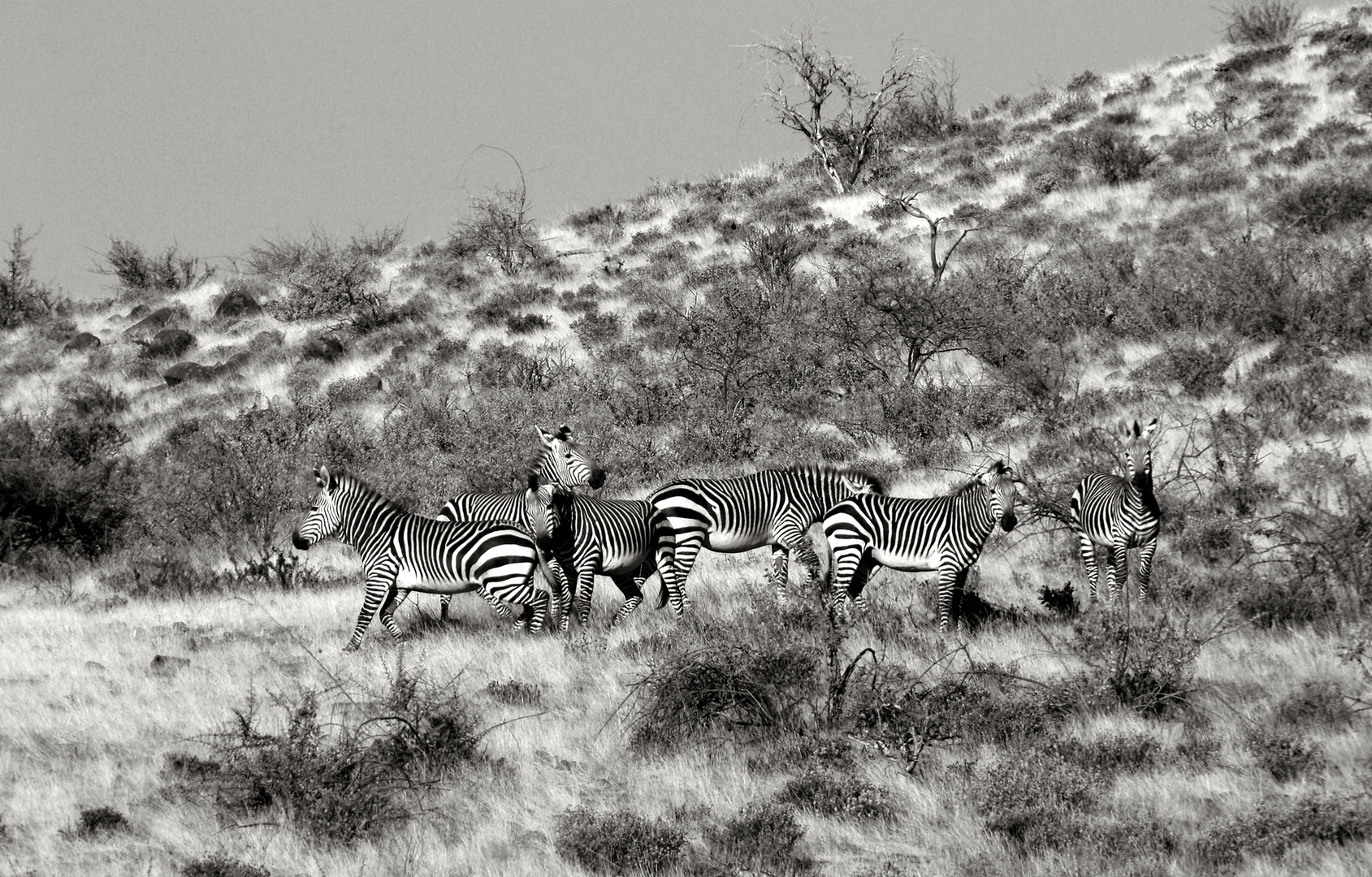 unsere ersten Bergzebras