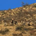 unsere ersten Bergzebras in Farbe