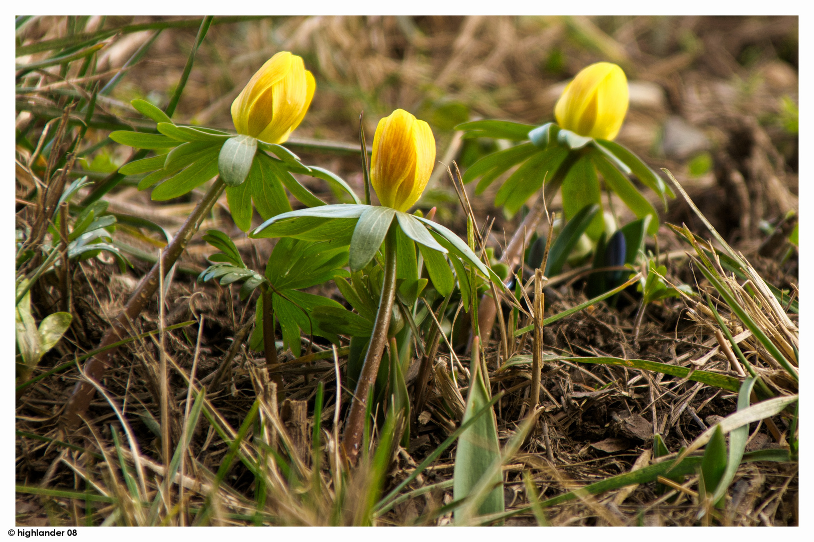 Unsere ersten Frühblüher sind da !