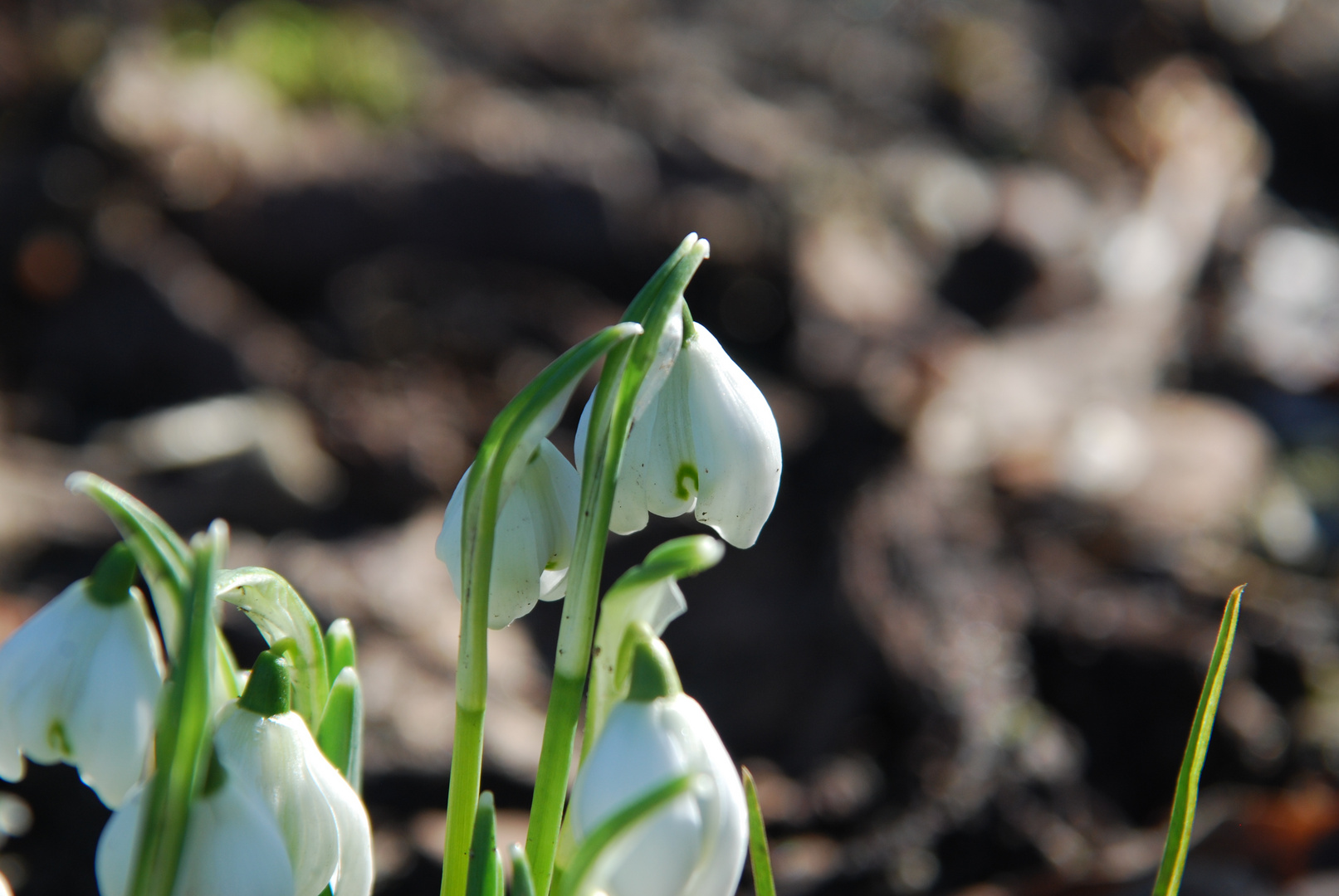 Unsere ersten Schneeglöckchen im eigenen Garten