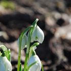 Unsere ersten Schneeglöckchen im eigenen Garten