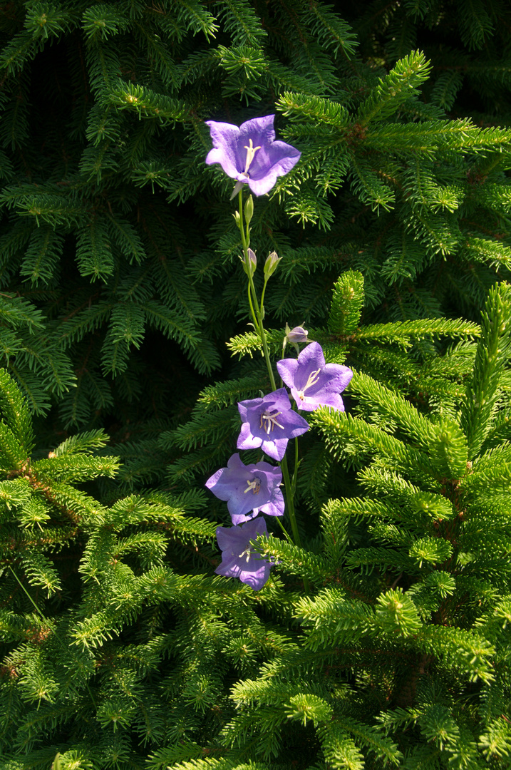 Unsere Fichte in Garten blüht auf besondere Art