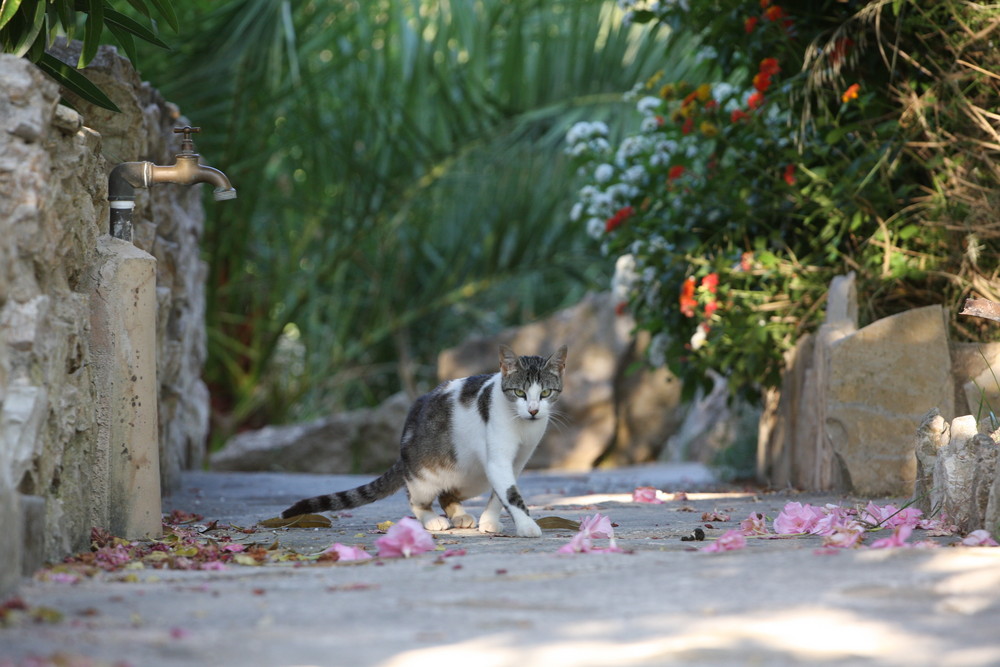Unsere Finca-Katze auf Mallorca