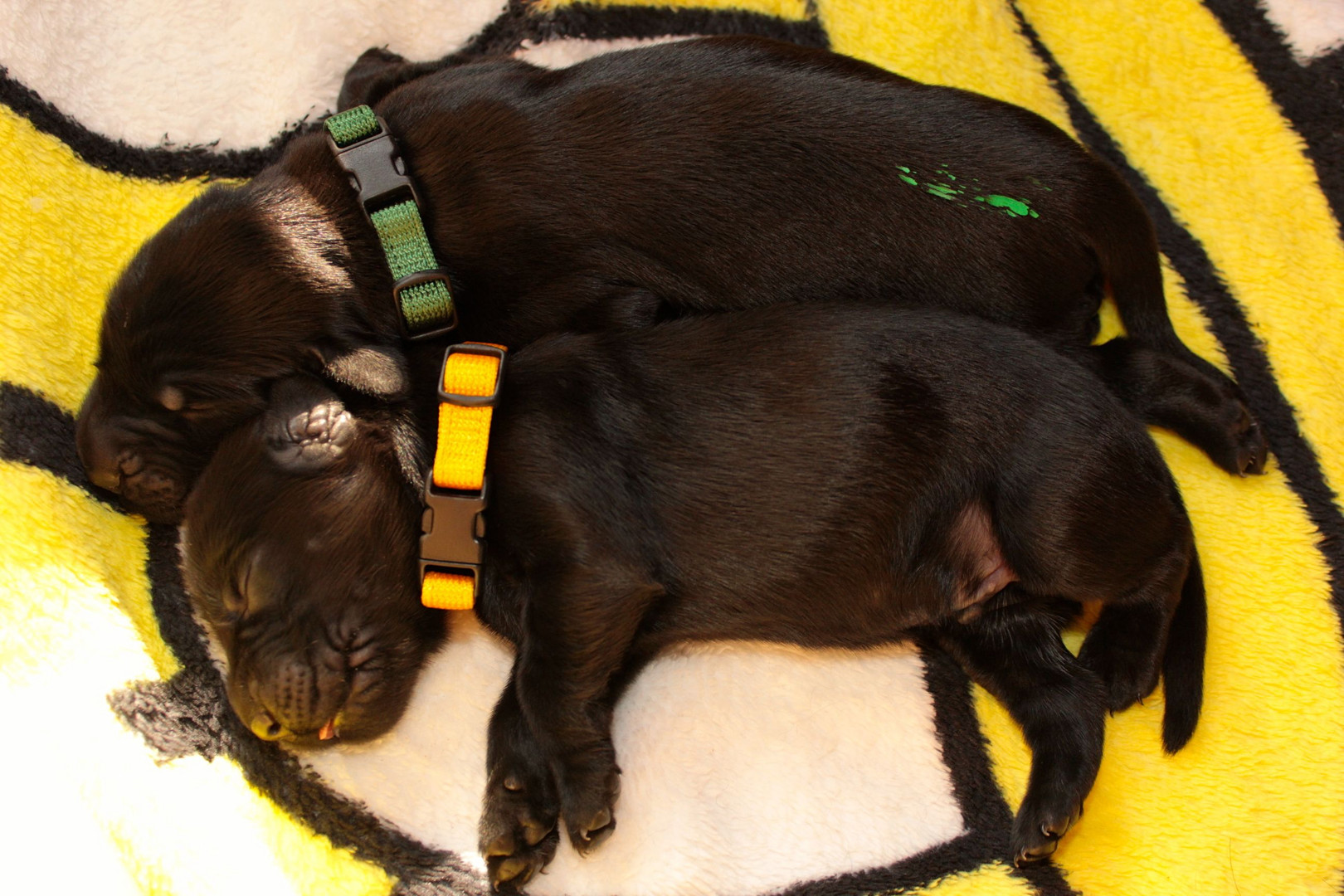 Unsere Flatbabys *19.04.2012 (green und yellow) 3 Tage alt