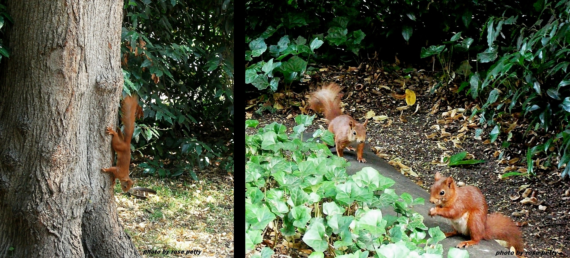 unsere fleissigen Hörnchen.....