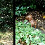 unsere fleissigen Hörnchen.....