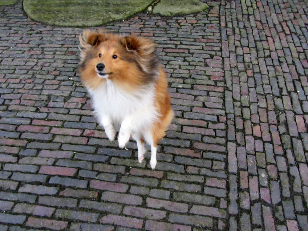 Unsere Fliegender Sheltie Tjure