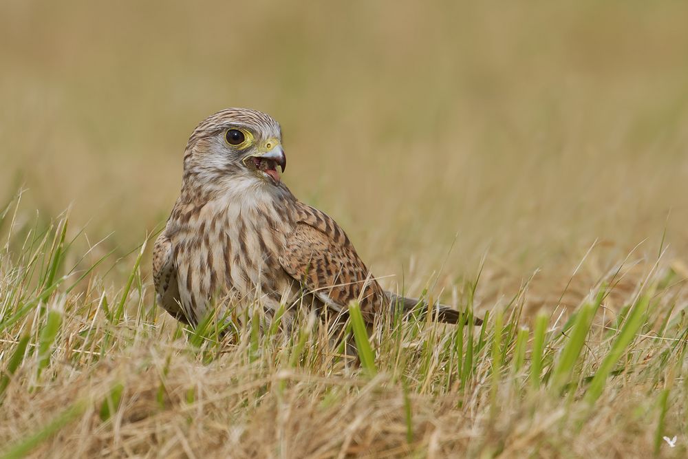 ... unsere freundliche Turmfalken Dame (Falco tinnunculus) (3) ...