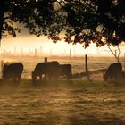 Unsere Galloways im Morgennebel