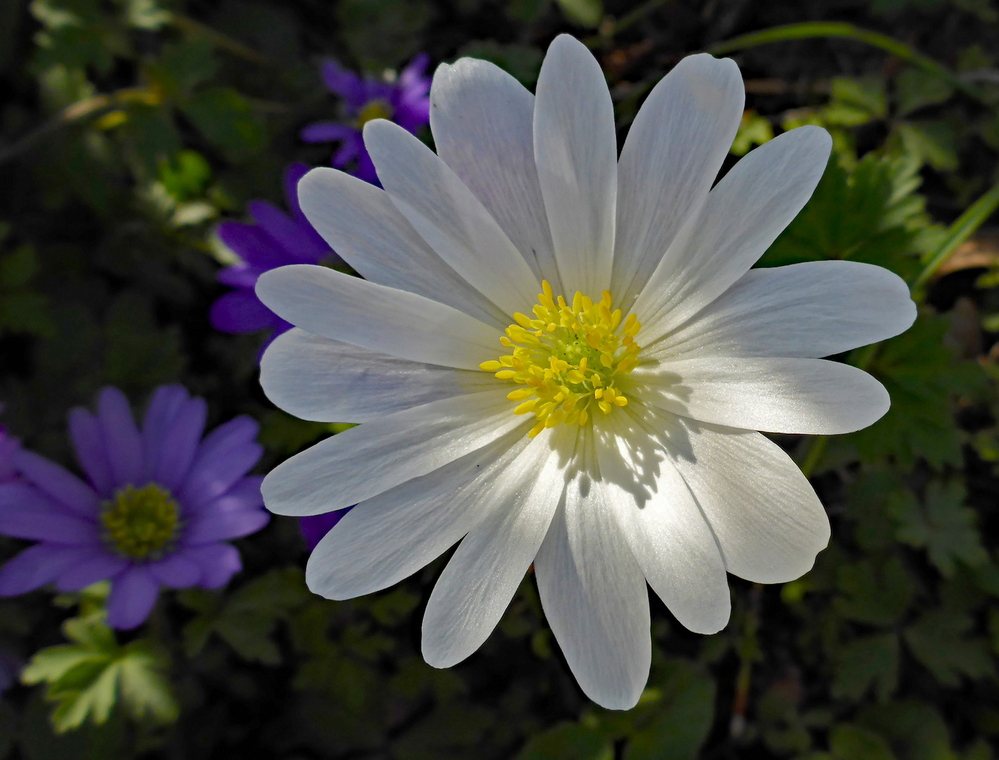 unsere Gartenanemone 