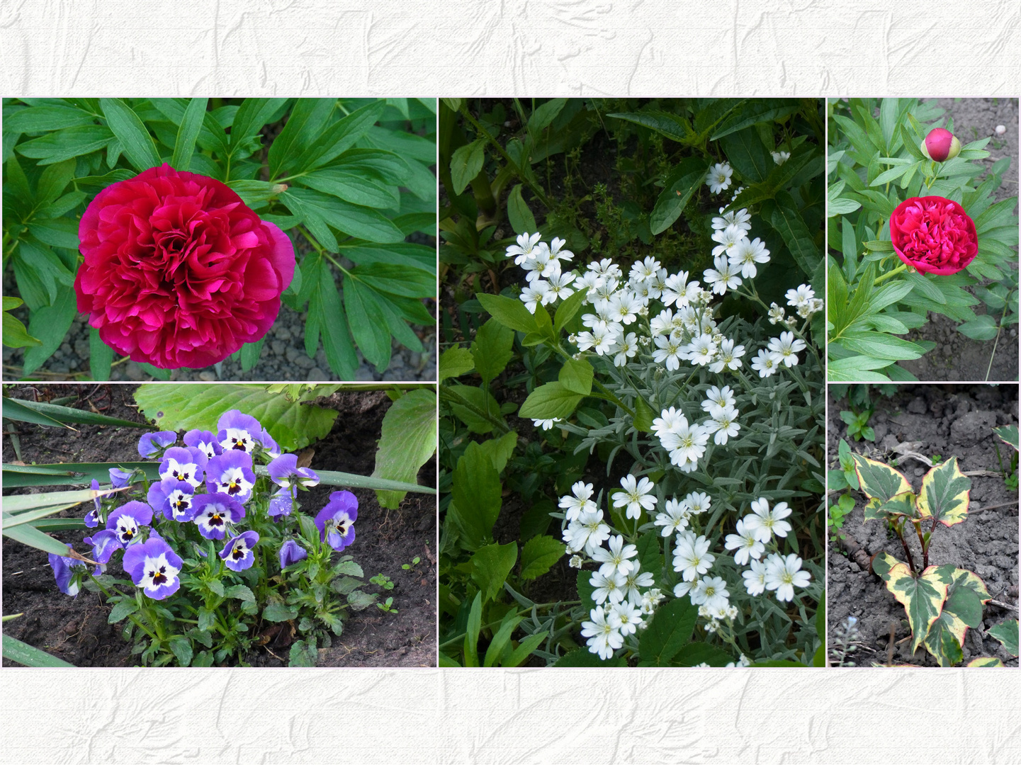 Unsere Gartenblumen