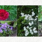 Unsere Gartenblumen