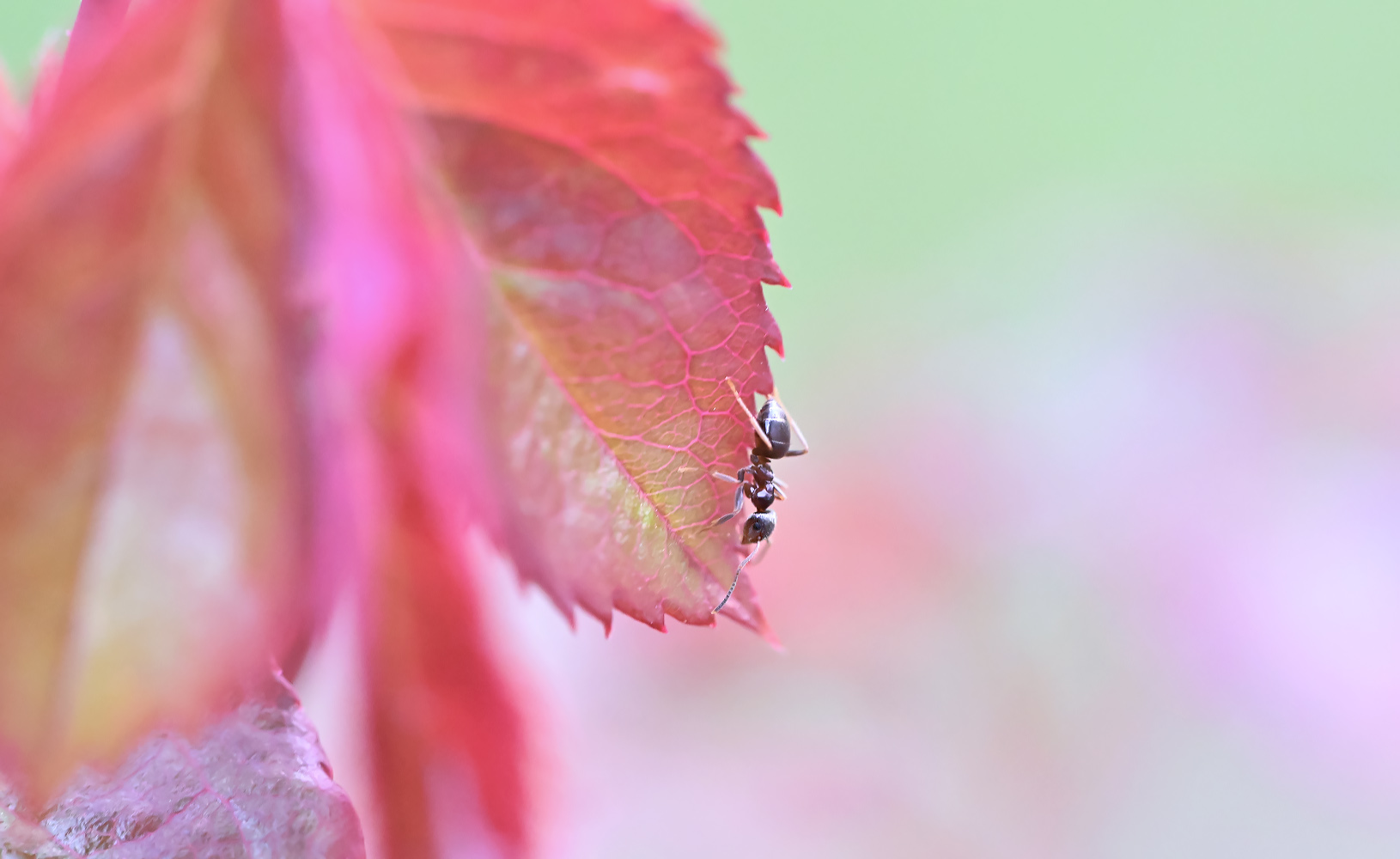 unsere gartenfreunde sind schon unterwegs ...