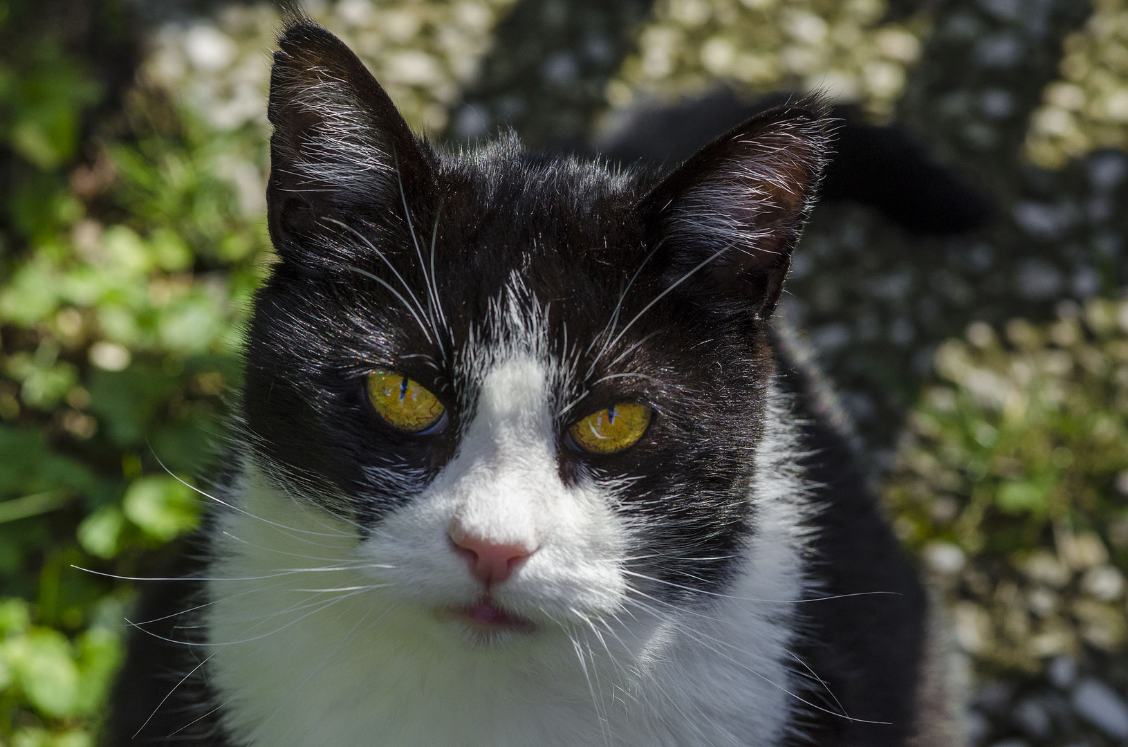 Unsere Gartenkatze