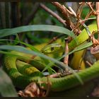 Unsere Gartenschlange :-)