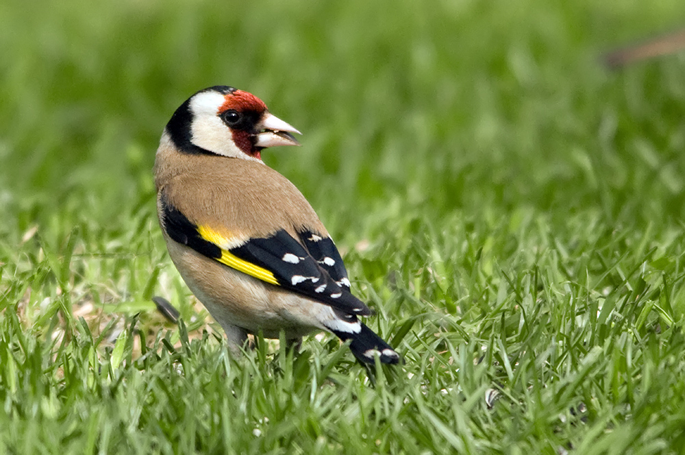 Unsere Gartenvögel (1) Foto & Bild tiere, wildlife, wild lebende