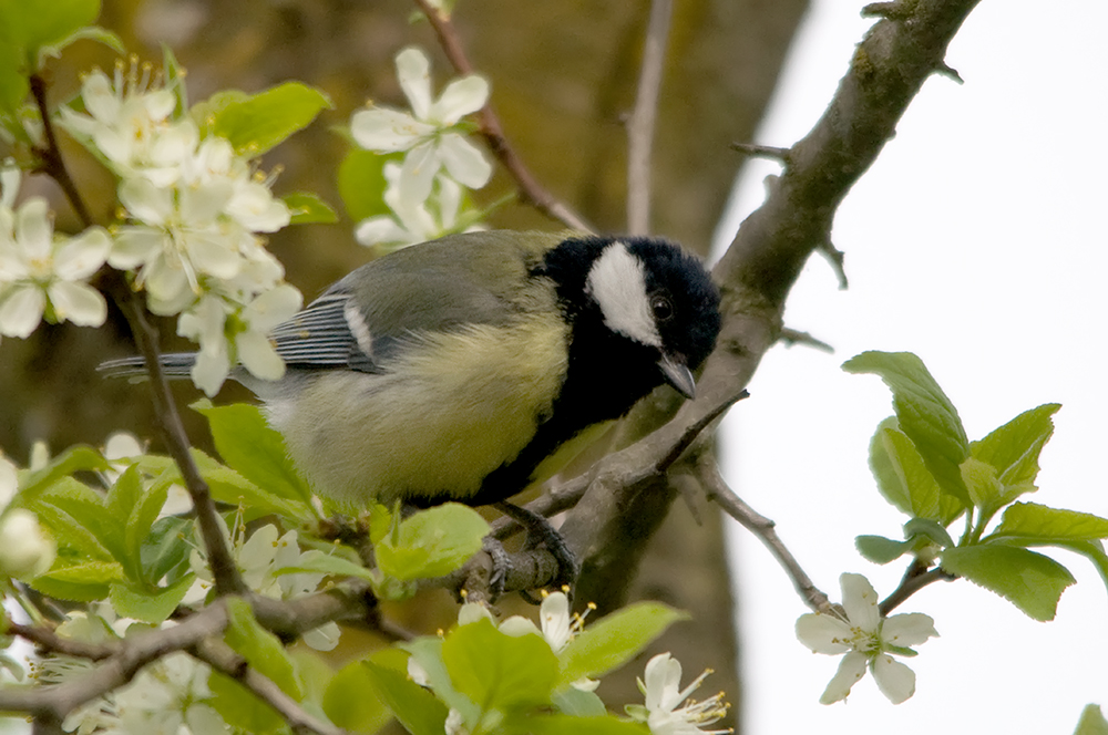 Unsere Gartenvögel (7)