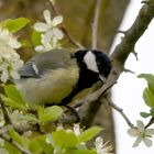 Unsere Gartenvögel (7)