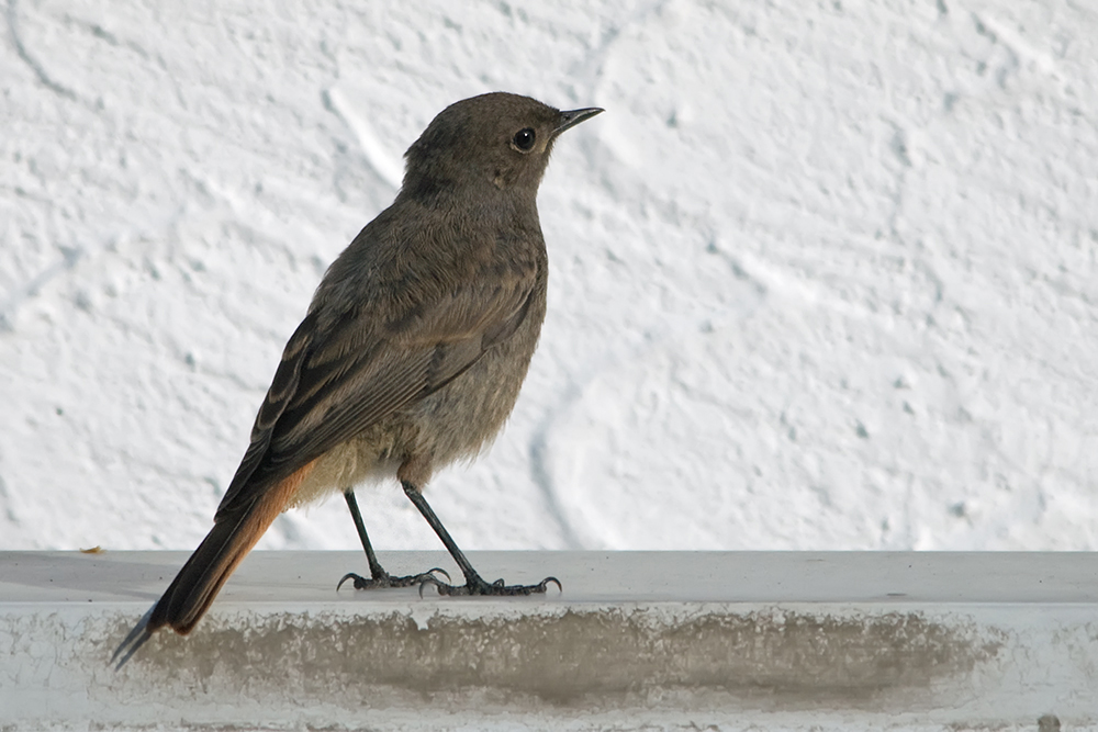 Unsere Gartenvögel (8) Foto & Bild tiere, wildlife, wild