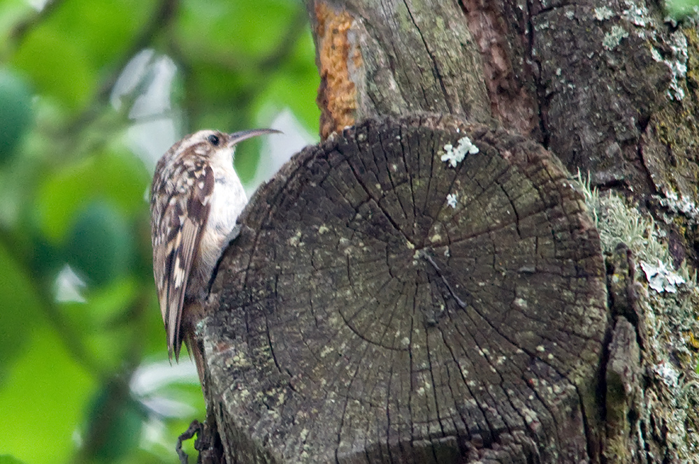 Unsere Gartenvögel (9)