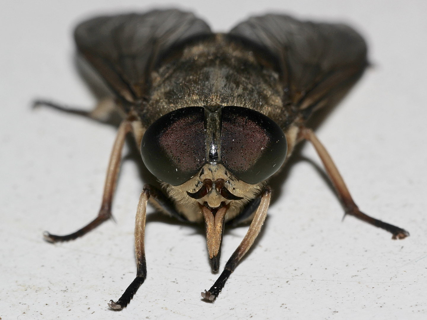 Unsere größte deutsche Fliege - die Pferdebremse (Tabanus sudeticus)