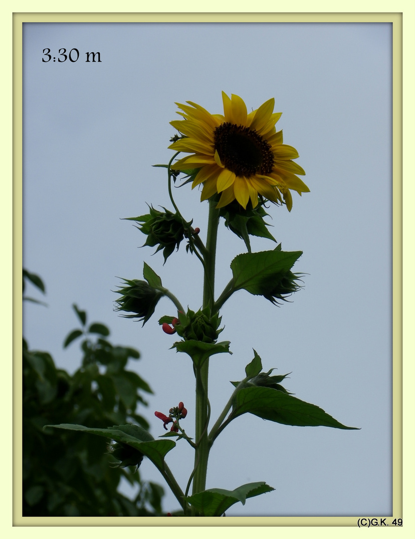 Unsere größte Sonnenblume !