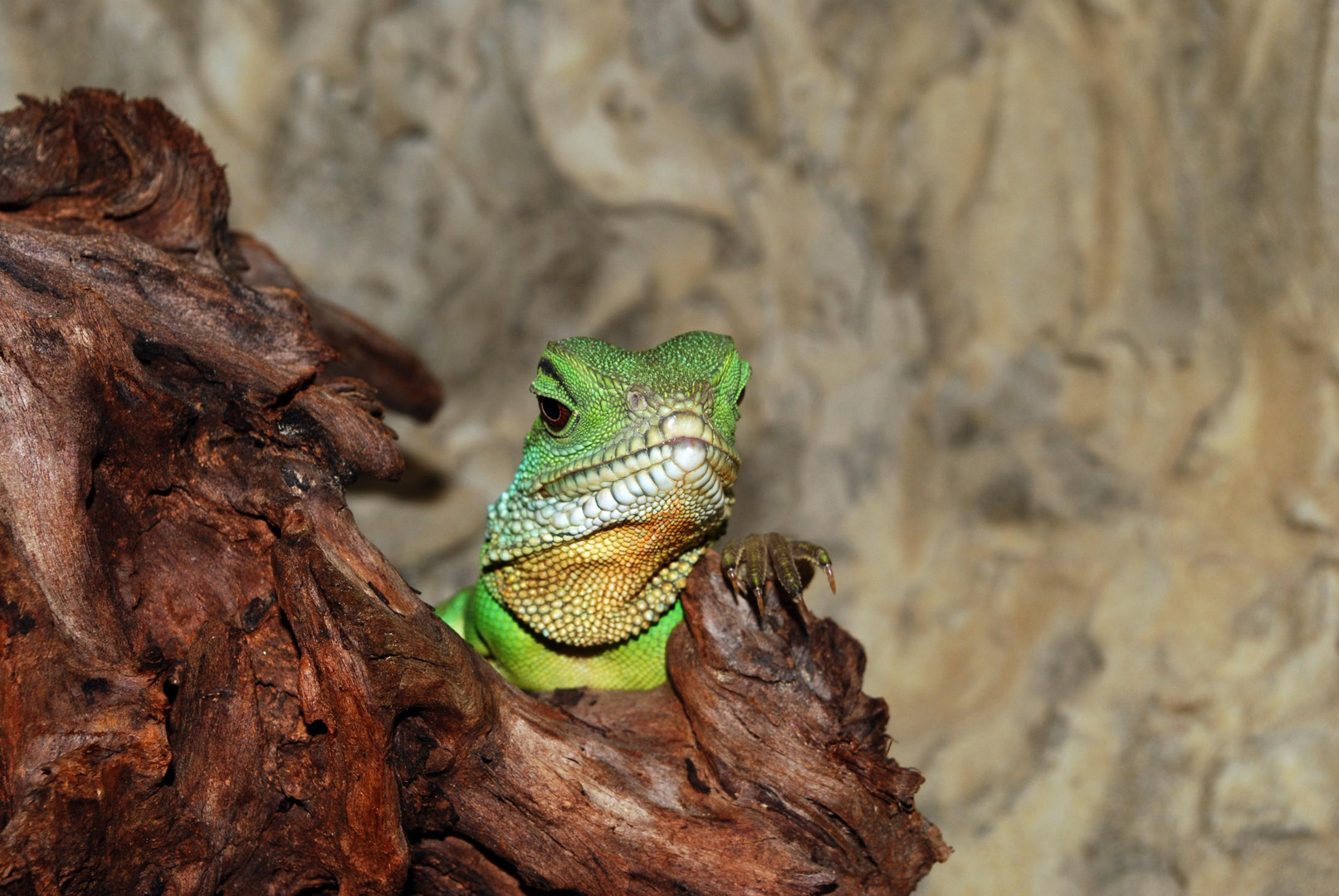 Unsere grüne Wasseragame