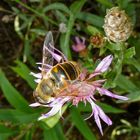 Unsere häufigste Schwebfliege, die "Mistbiene" (Eristalis tenax) kommt auch in Ungarn nicht selten v