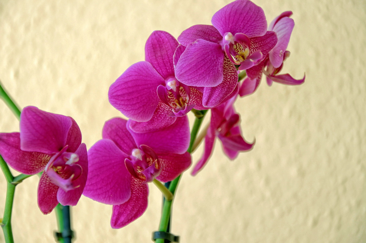 Unsere "Haus-Orchidee" - 1