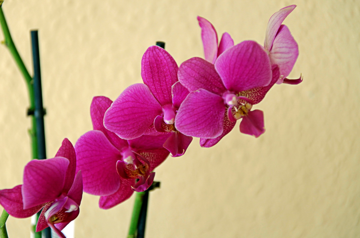 Unsere "Haus-Orchidee" - 2