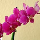 Unsere "Haus-Orchidee" - 2