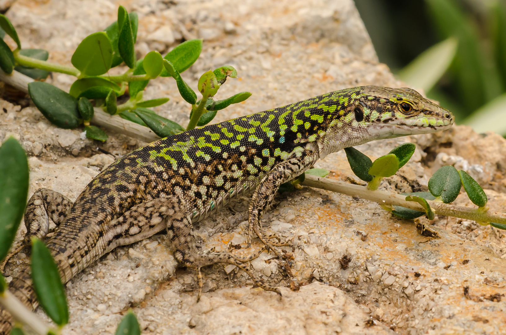 Unsere Hauseidechse Foto Bild Tiere Wildlife Amphibien