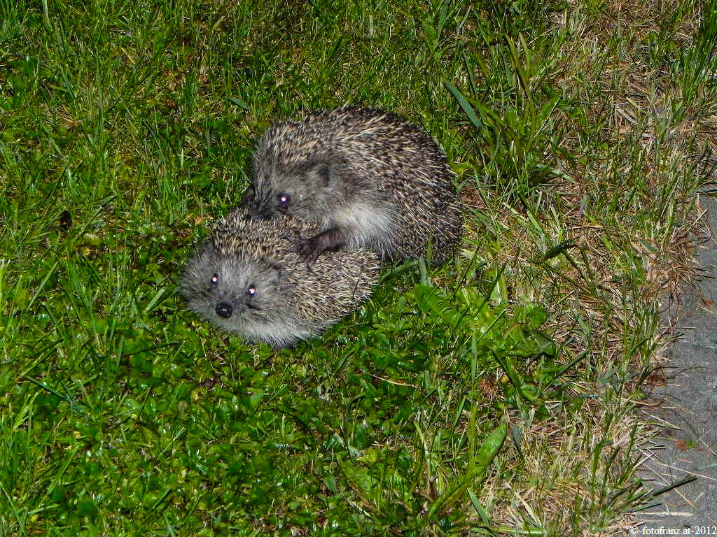 Unsere Hausigel beim Baby machen