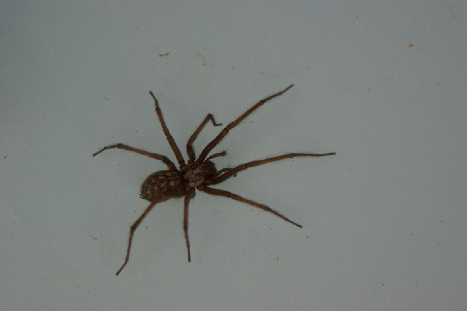 unsere Hausspinne