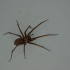 unsere Hausspinne