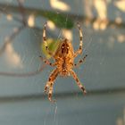 "Unsere" Hausspinne