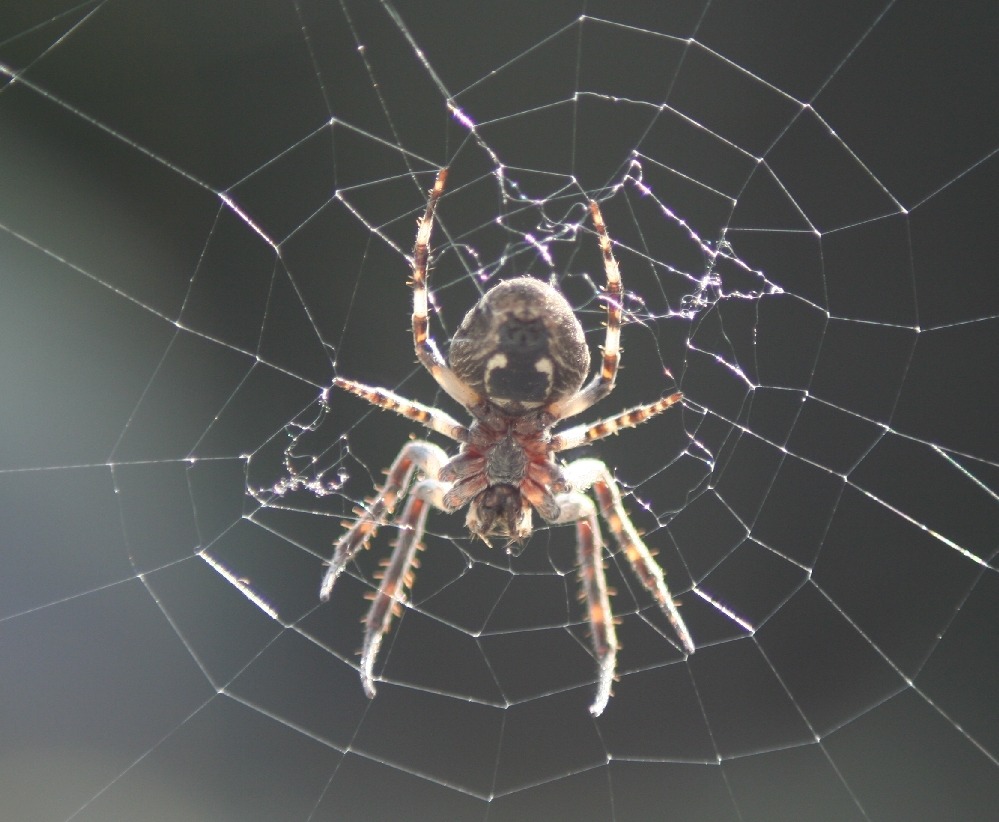 Unsere Hausspinne