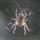 Unsere Hausspinne