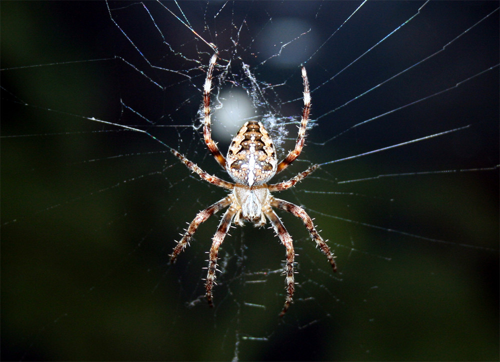 Unsere Hausspinne Ludmilla