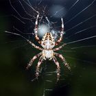 Unsere Hausspinne Ludmilla