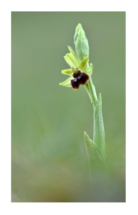 Unsere heimische Orchideen: Spinnenragwurz