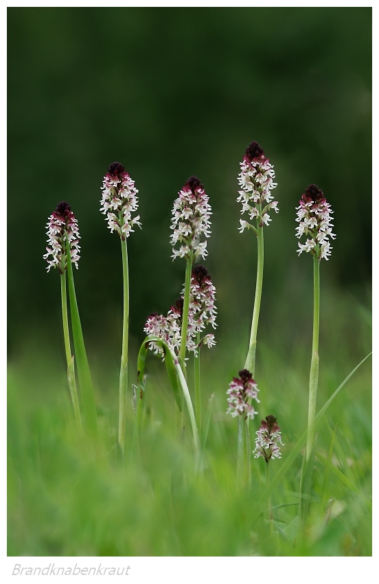 Unsere heimischen Orchideen: Brandknabenkraut