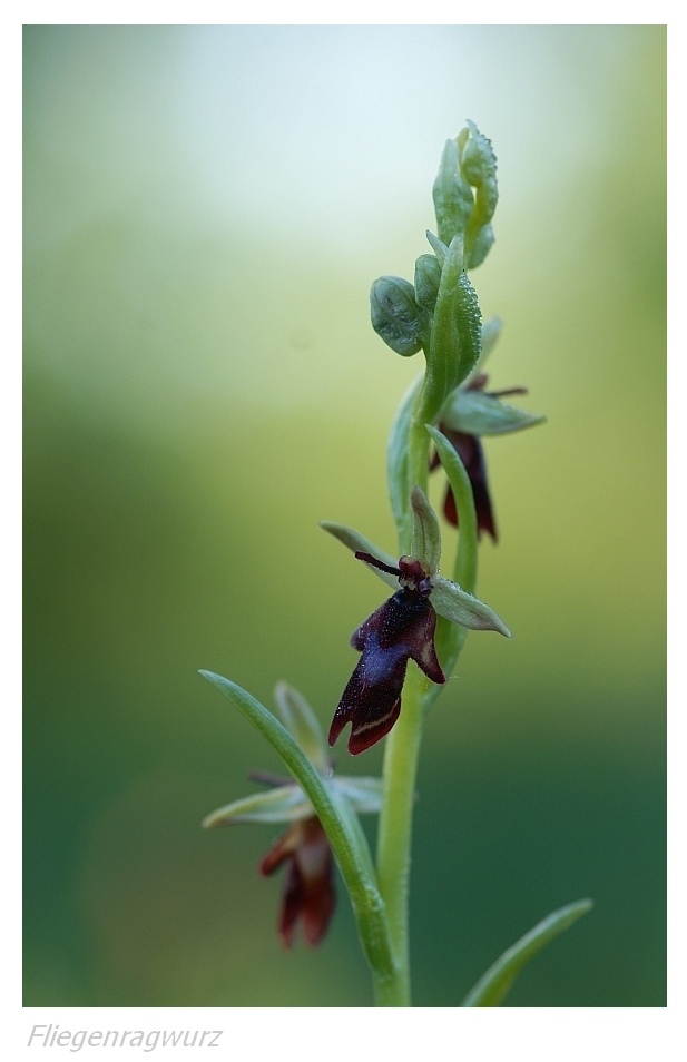 Unsere heimischen Orchideen: Fiegenragwurz