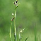 Unsere heimischen Orchideen: Fliegenragwurz