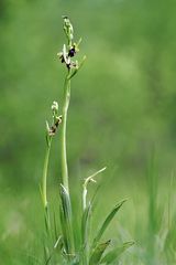 Unsere heimischen Orchideen: Fliegenragwurz