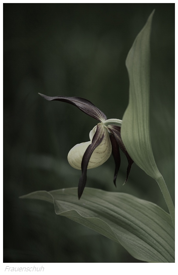 Unsere heimischen Orchideen: Frauenschuh