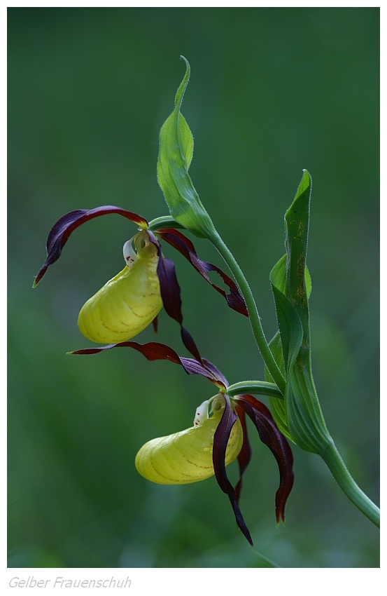 Unsere heimischen Orchideen: Gelber Frauenschuh