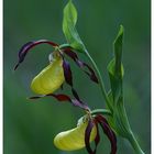 Unsere heimischen Orchideen: Gelber Frauenschuh