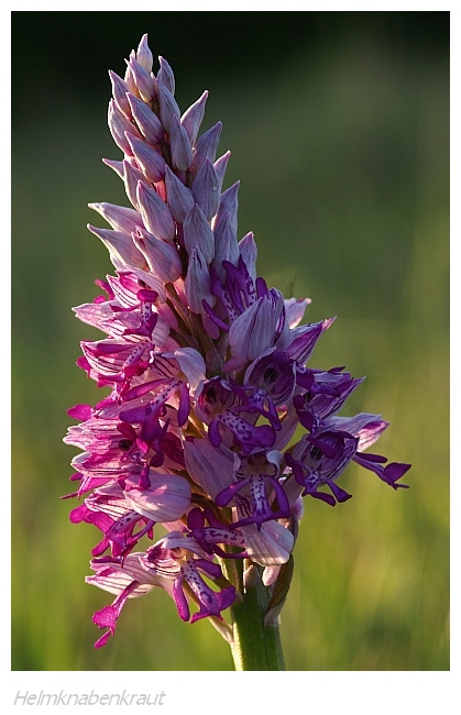 Unsere heimischen Orchideen: Helmknabenkraut